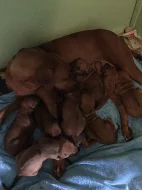 Rhodesky Ridgeback